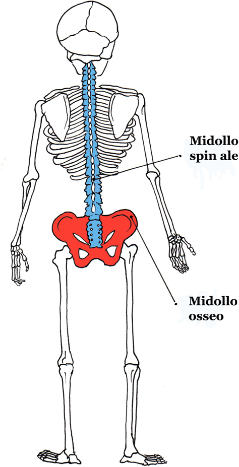 Midollo osseo